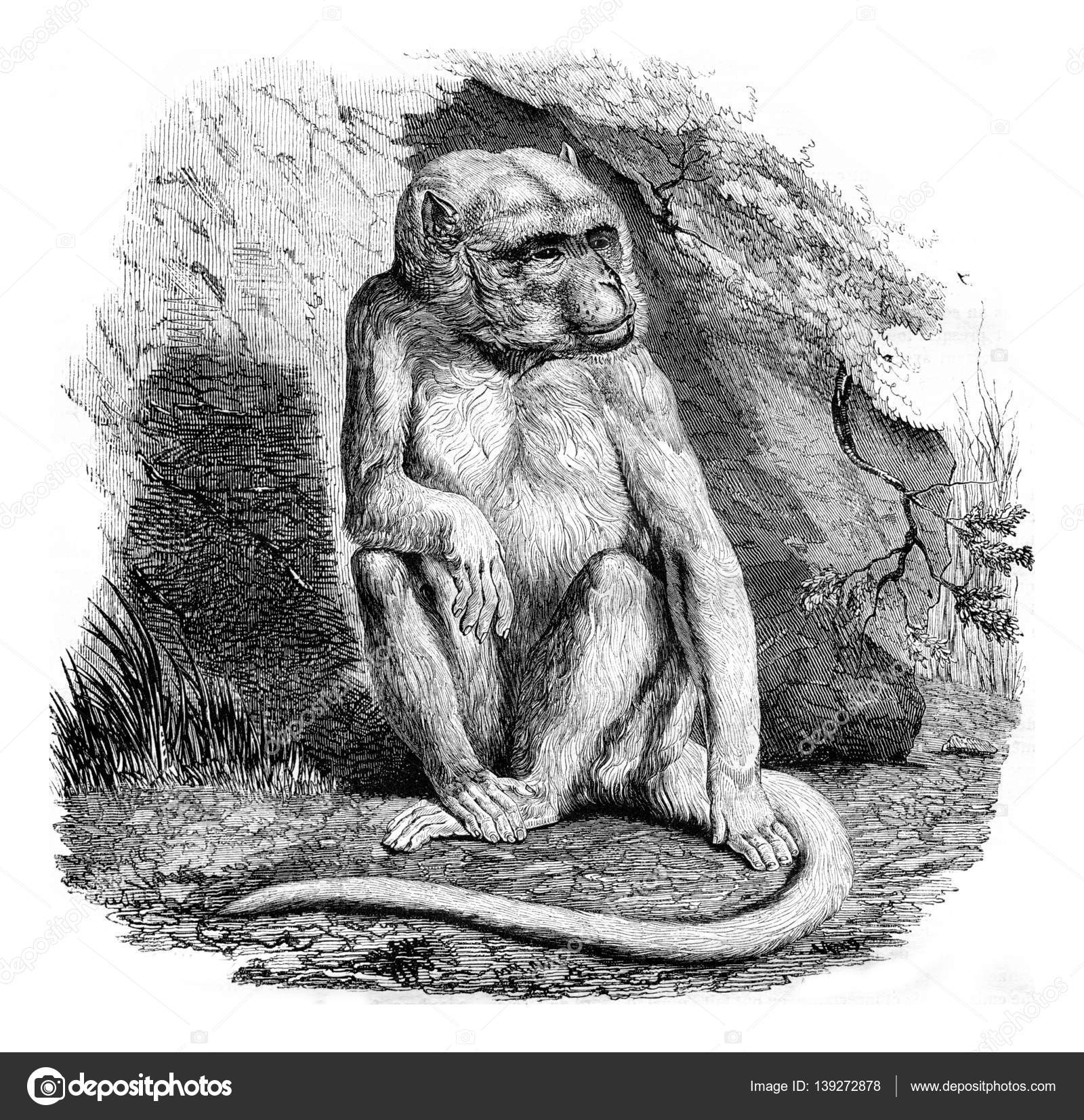 O macaco albino, um menagerie do Museu de História Natural , Ilustração por  ©Morphart #139272878